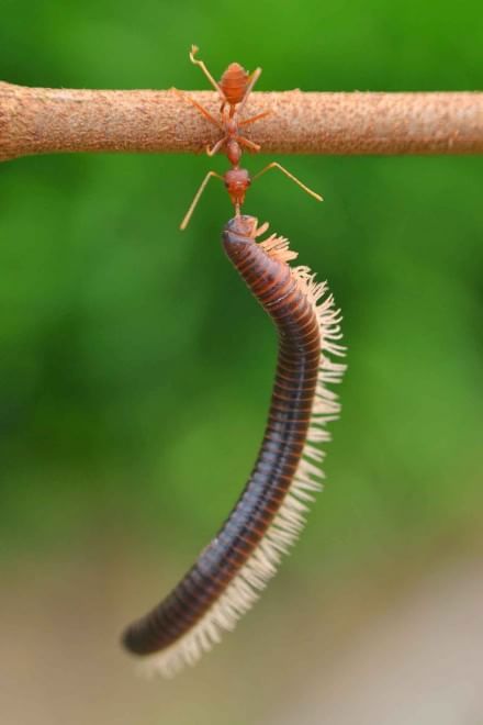 Borneo, l'insetto è un culturista: la formica contro il centipede