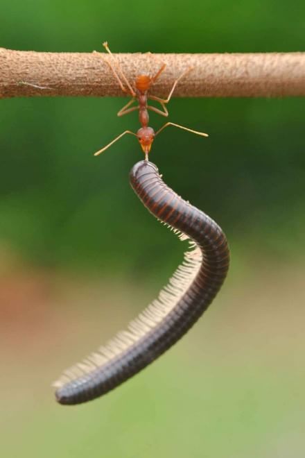 Borneo, l'insetto è un culturista: la formica contro il centipede