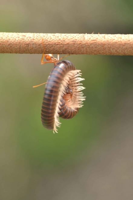 Borneo, l'insetto è un culturista: la formica contro il centipede