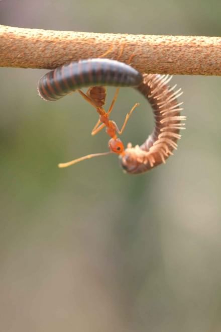 Borneo, l'insetto è un culturista: la formica contro il centipede