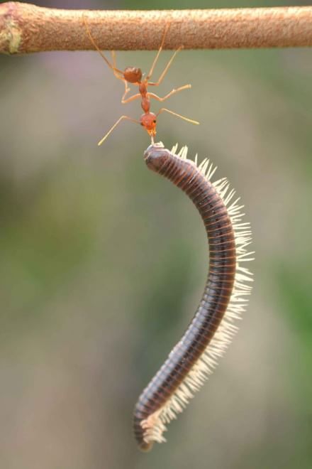Borneo, l'insetto è un culturista: la formica contro il centipede