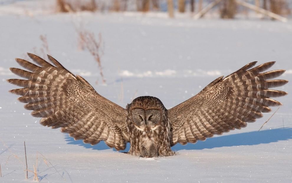 Canada, lo spettacolare attacco del gufo nella neve