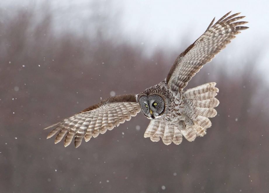 Canada, lo spettacolare attacco del gufo nella neve