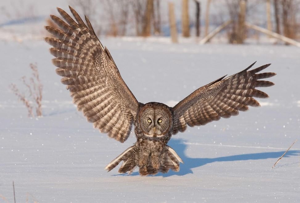 Canada, lo spettacolare attacco del gufo nella neve