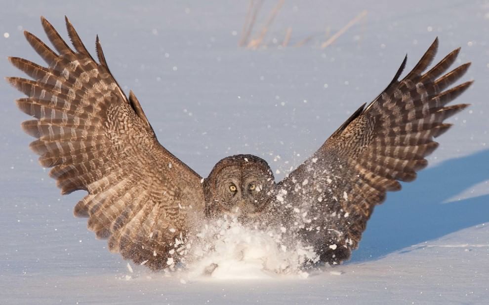 Canada, lo spettacolare attacco del gufo nella neve
