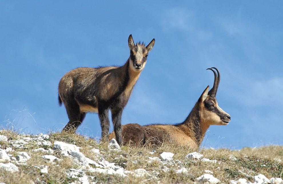 Sulla Via dei lupi, un incontro di meraviglie