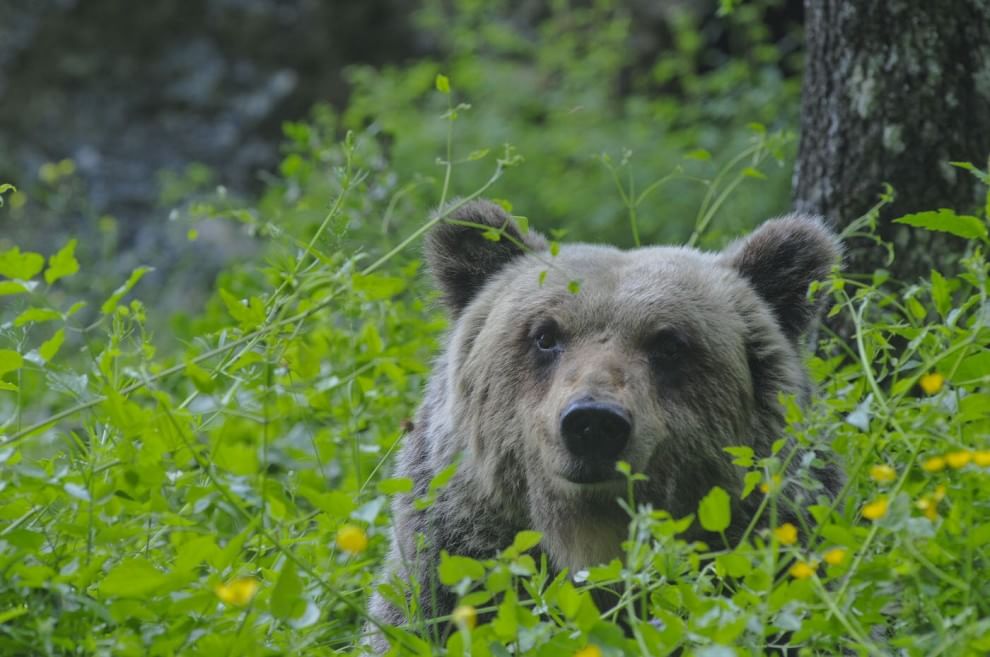 Sulla Via dei lupi, un incontro di meraviglie