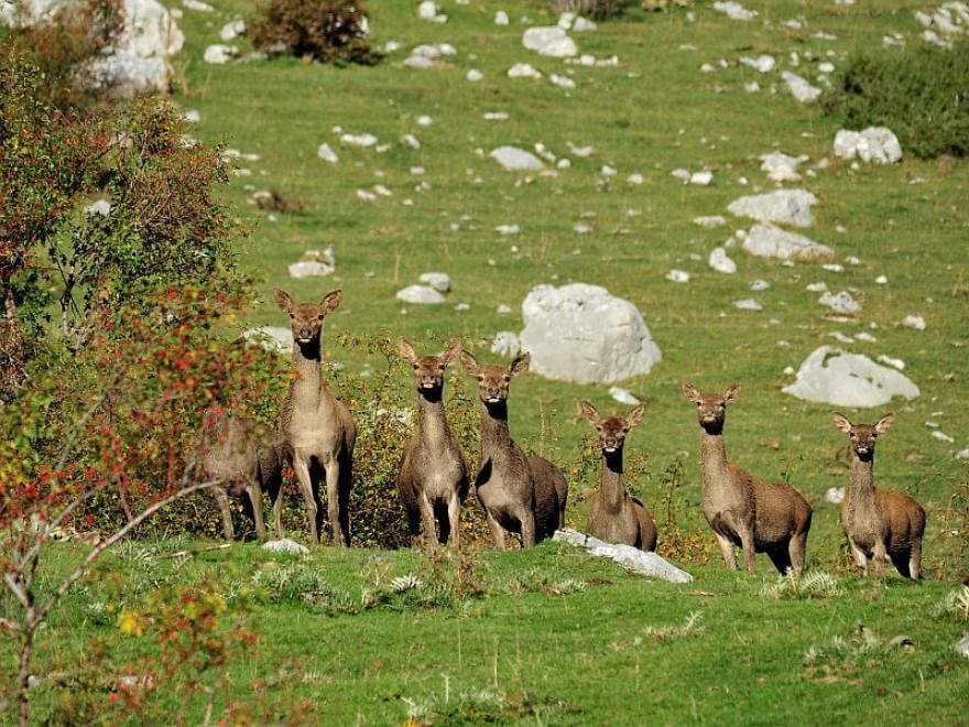 Sulla Via dei lupi, un incontro di meraviglie