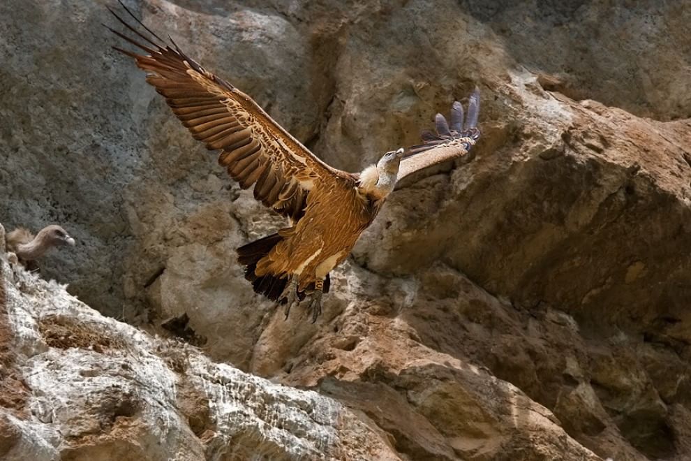 Sulla Via dei lupi, un incontro di meraviglie