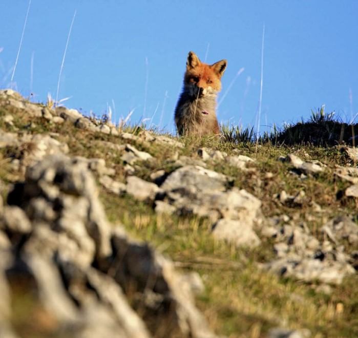 Sulla Via dei lupi, un incontro di meraviglie