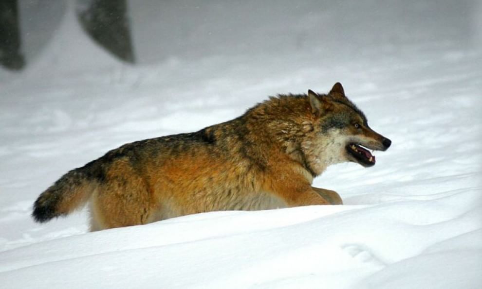 Sulla Via dei lupi, un incontro di meraviglie