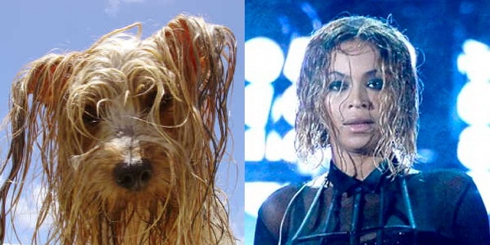 Quel cane bagnato è una star