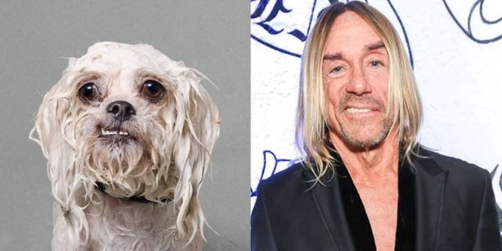 Quel cane bagnato è una star