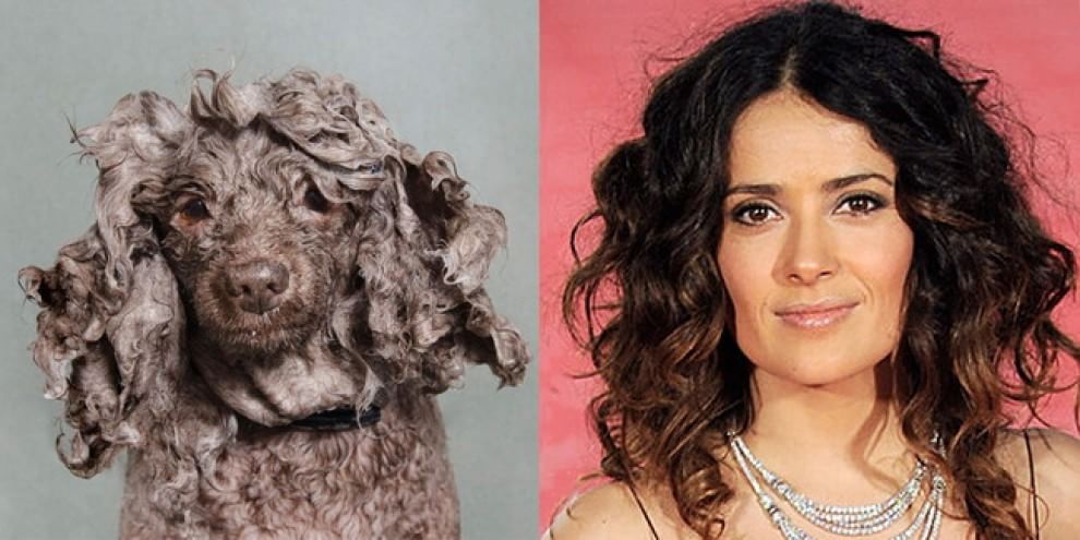 Quel cane bagnato è una star