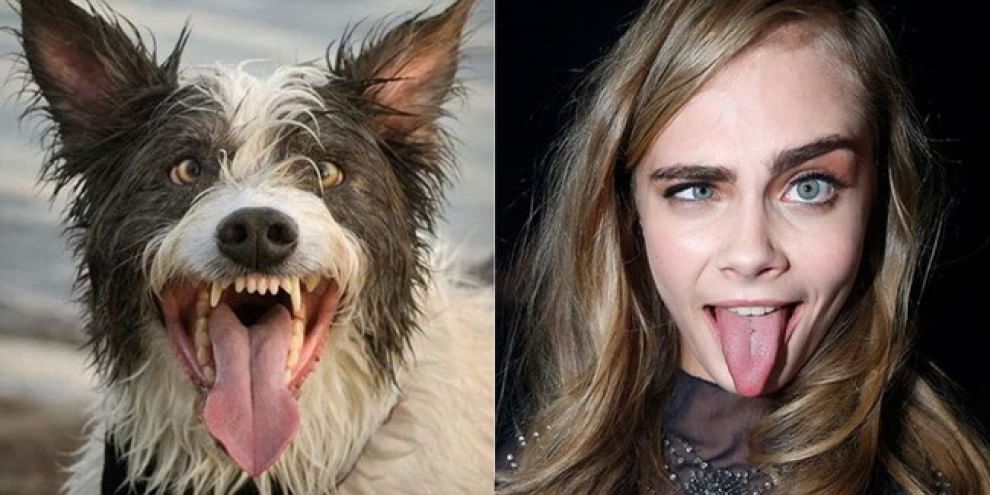 Quel cane bagnato è una star