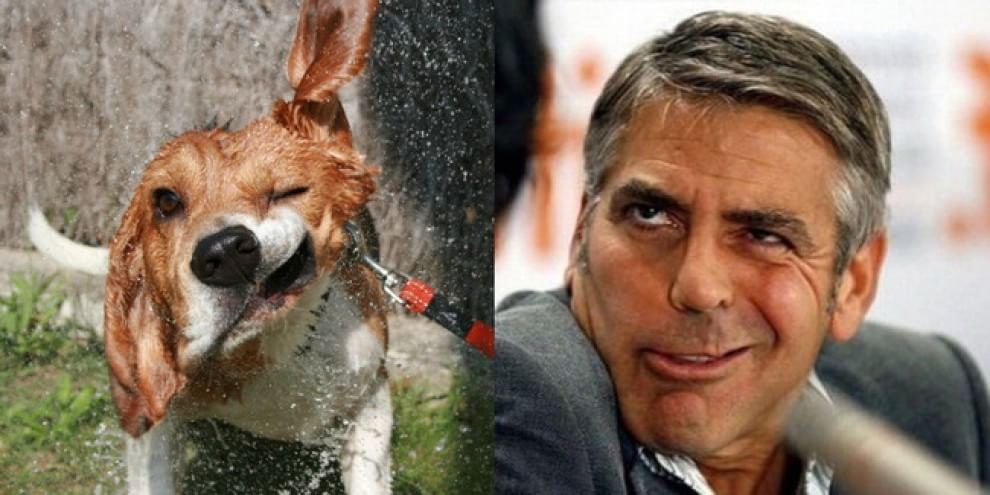 Quel cane bagnato è una star