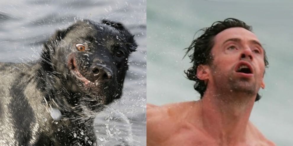 Quel cane bagnato è una star
