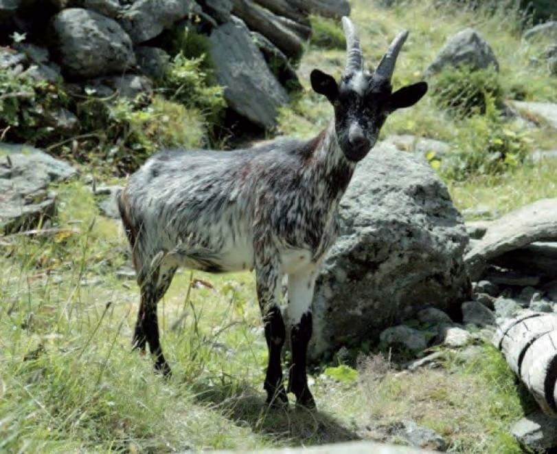 Dalla Chianina al Toro agerolese, ecco gli animali a rischio estinzione