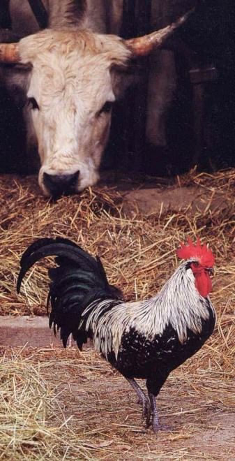 Dalla Chianina al Toro agerolese, ecco gli animali a rischio estinzione