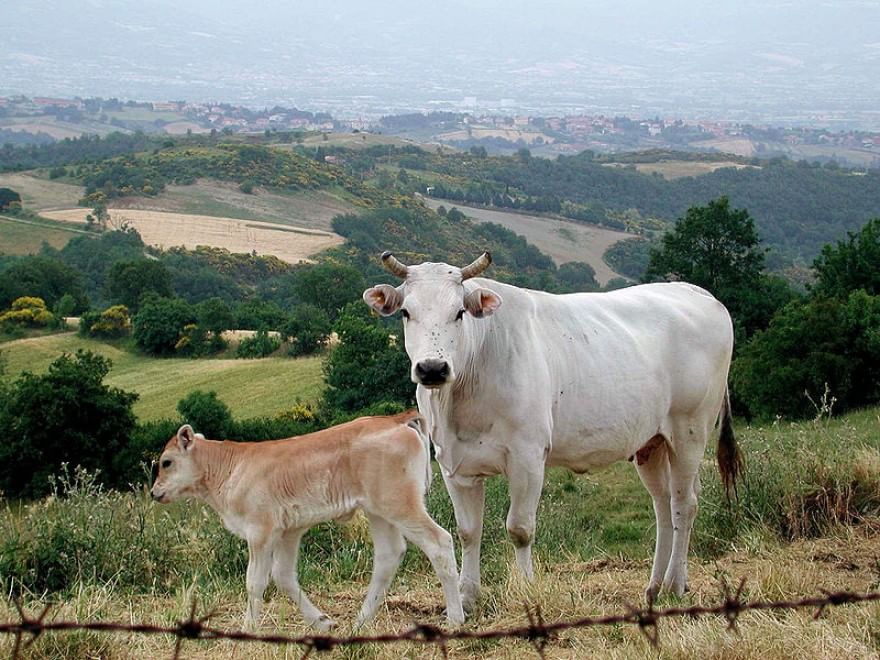 Dalla Chianina al Toro agerolese, ecco gli animali a rischio estinzione
