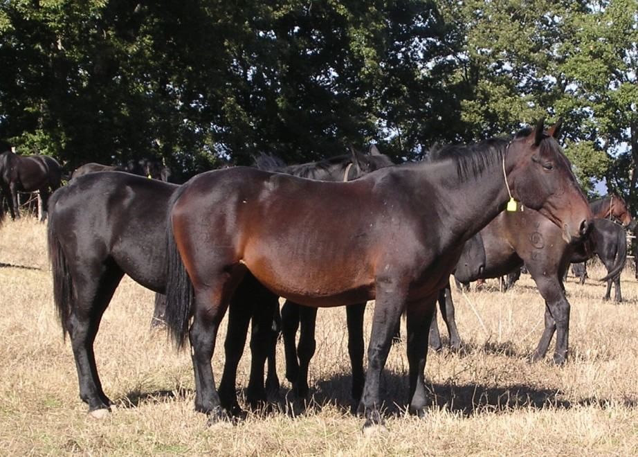 Dalla Chianina al Toro agerolese, ecco gli animali a rischio estinzione
