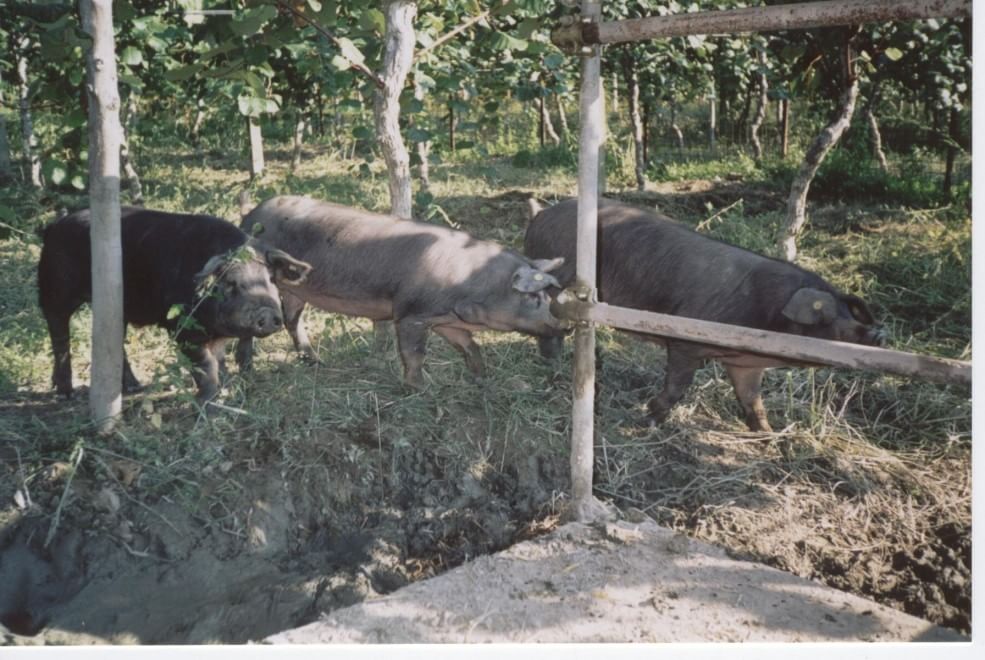 Dalla Chianina al Toro agerolese, ecco gli animali a rischio estinzione