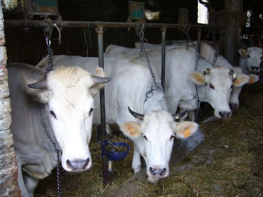 Dalla Chianina al Toro agerolese, ecco gli animali a rischio estinzione