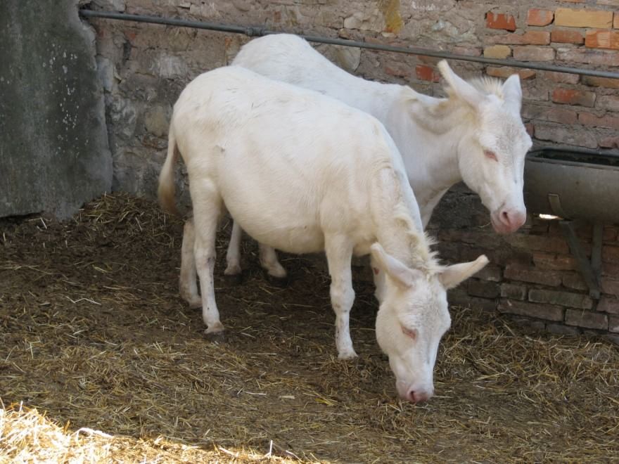 Dalla Chianina al Toro agerolese, ecco gli animali a rischio estinzione