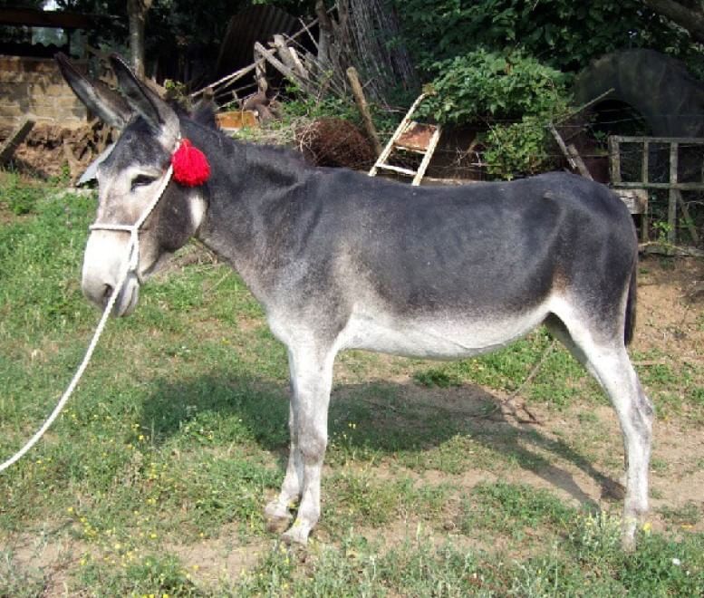 Dalla Chianina al Toro agerolese, ecco gli animali a rischio estinzione
