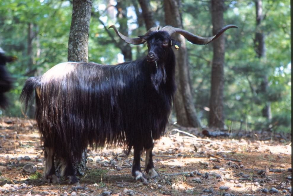 Dalla Chianina al Toro agerolese, ecco gli animali a rischio estinzione