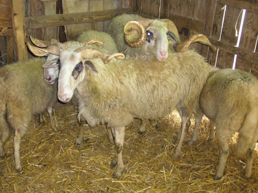 Dalla Chianina al Toro agerolese, ecco gli animali a rischio estinzione