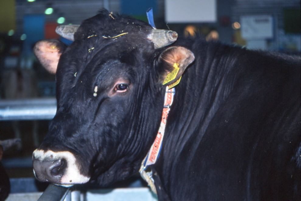 Dalla Chianina al Toro agerolese, ecco gli animali a rischio estinzione