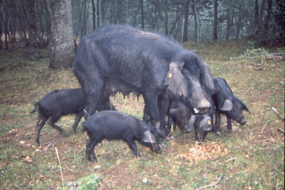 Dalla Chianina al Toro agerolese, ecco gli animali a rischio estinzione