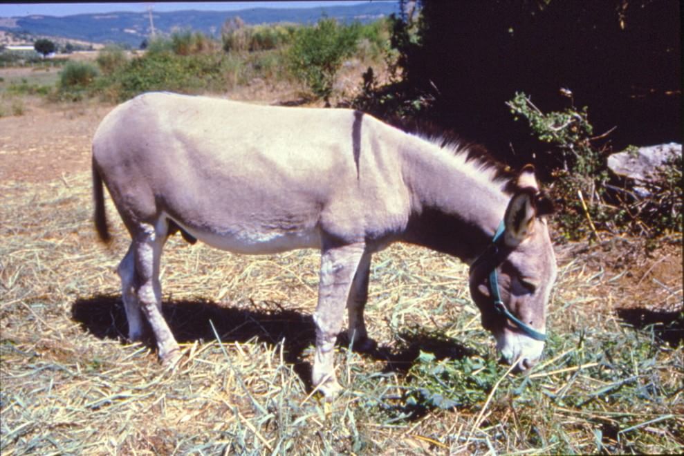 Dalla Chianina al Toro agerolese, ecco gli animali a rischio estinzione