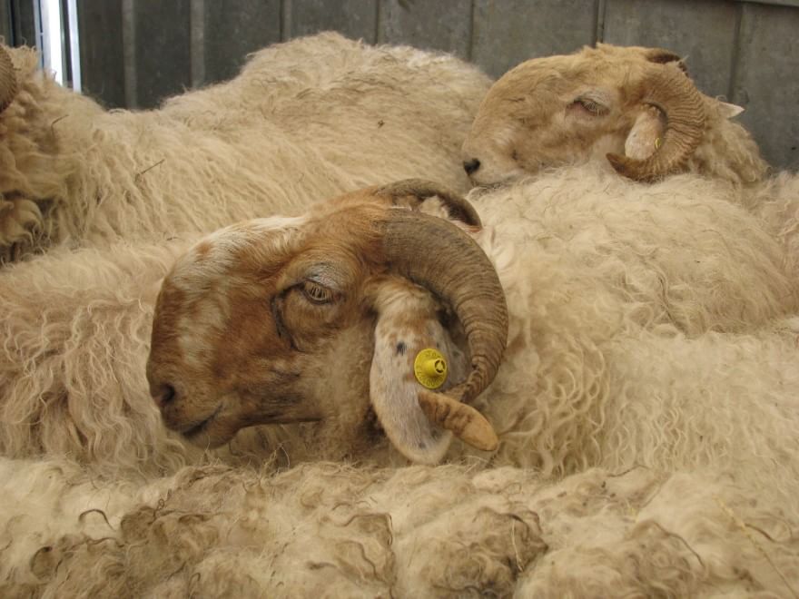 Dalla Chianina al Toro agerolese, ecco gli animali a rischio estinzione