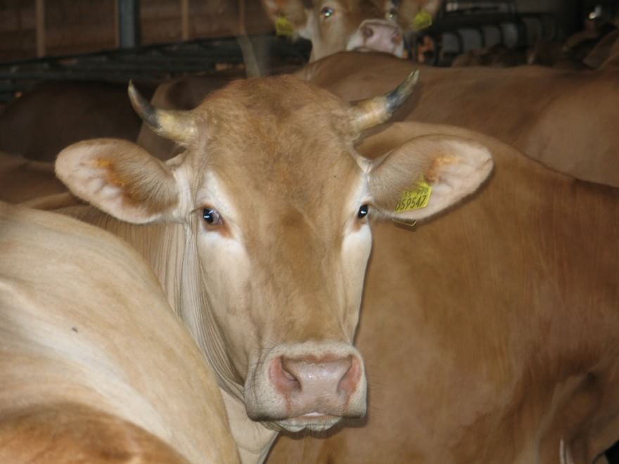Dalla Chianina al Toro agerolese, ecco gli animali a rischio estinzione