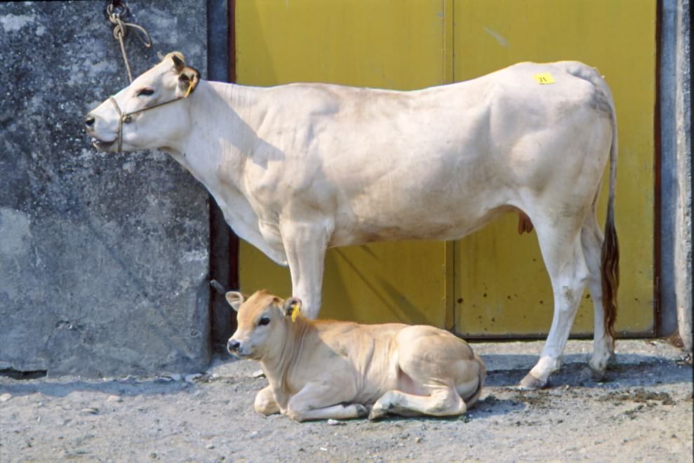 Dalla Chianina al Toro agerolese, ecco gli animali a rischio estinzione