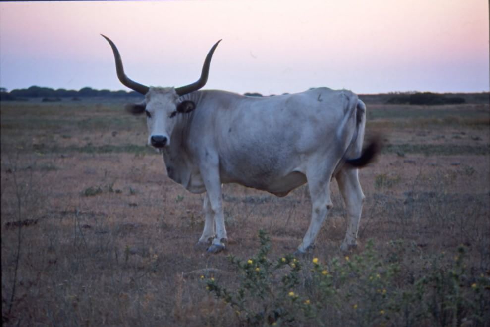 Dalla Chianina al Toro agerolese, ecco gli animali a rischio estinzione
