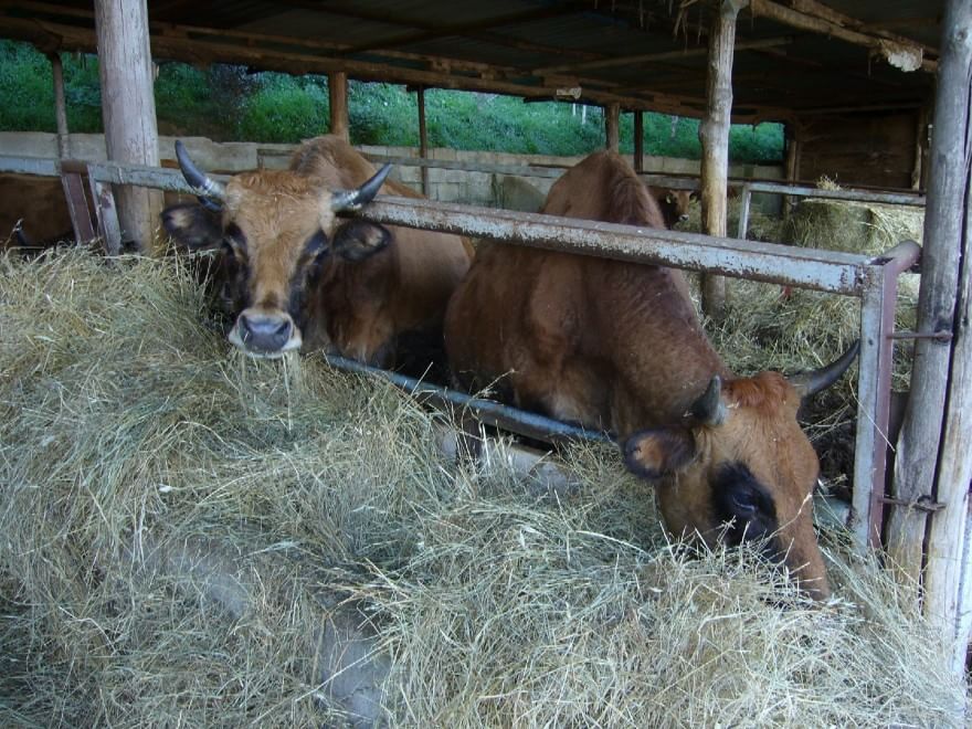 Dalla Chianina al Toro agerolese, ecco gli animali a rischio estinzione