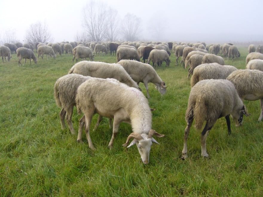 Dalla Chianina al Toro agerolese, ecco gli animali a rischio estinzione