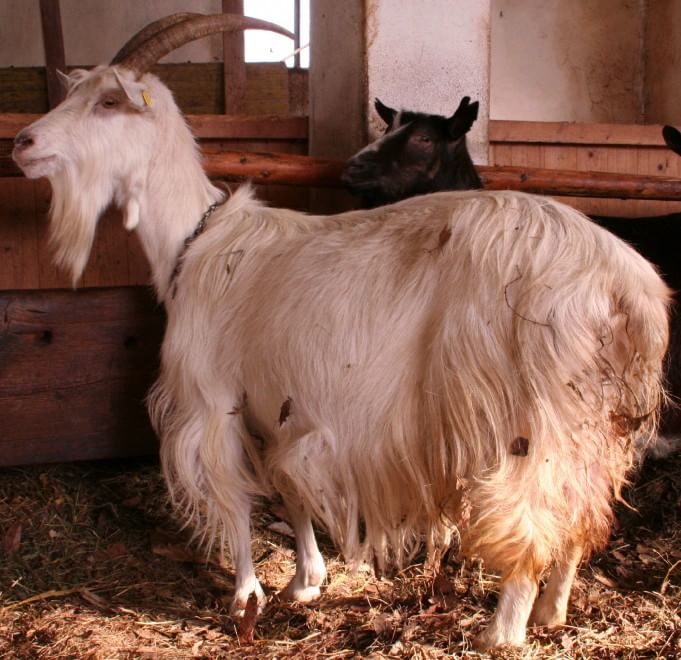 Dalla Chianina al Toro agerolese, ecco gli animali a rischio estinzione