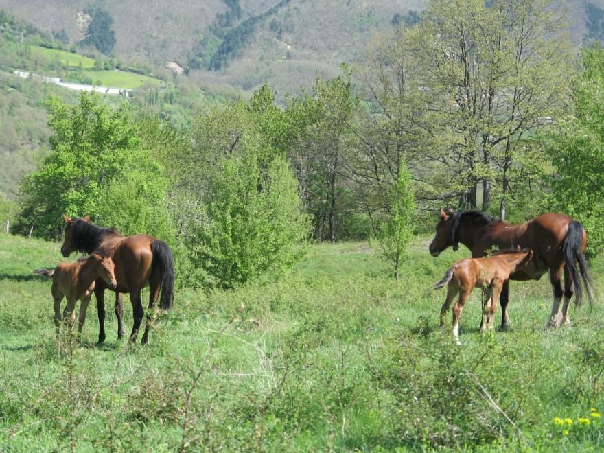 Dalla Chianina al Toro agerolese, ecco gli animali a rischio estinzione