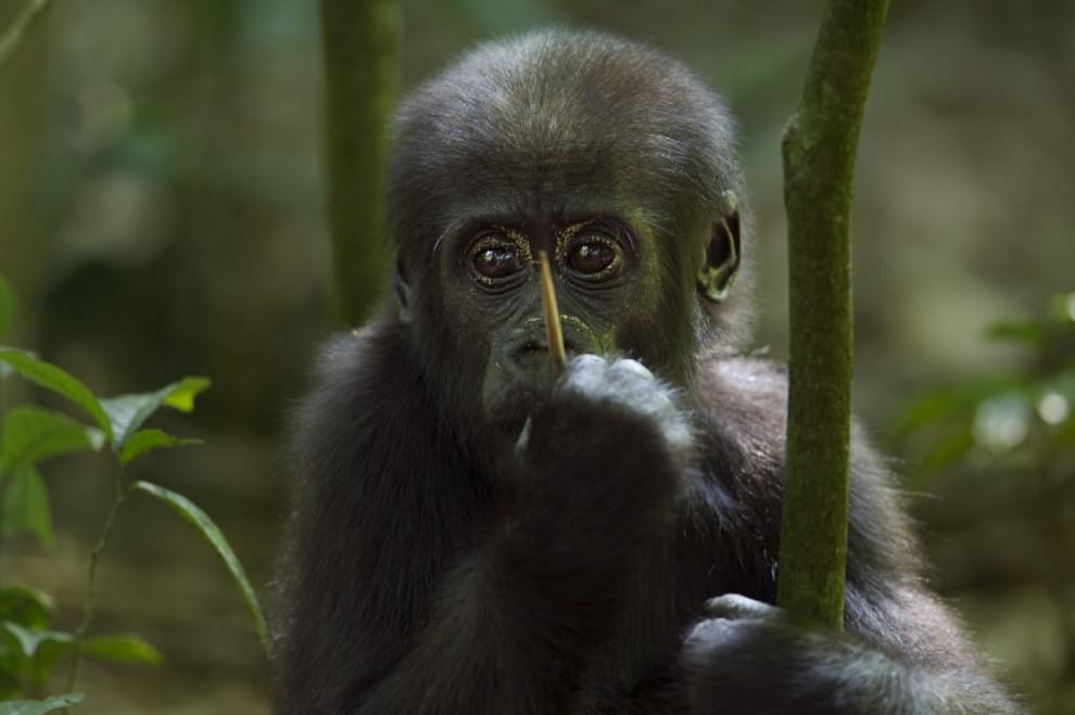 Salvare il Cuore Verde dell'Africa. La campagna del WWF