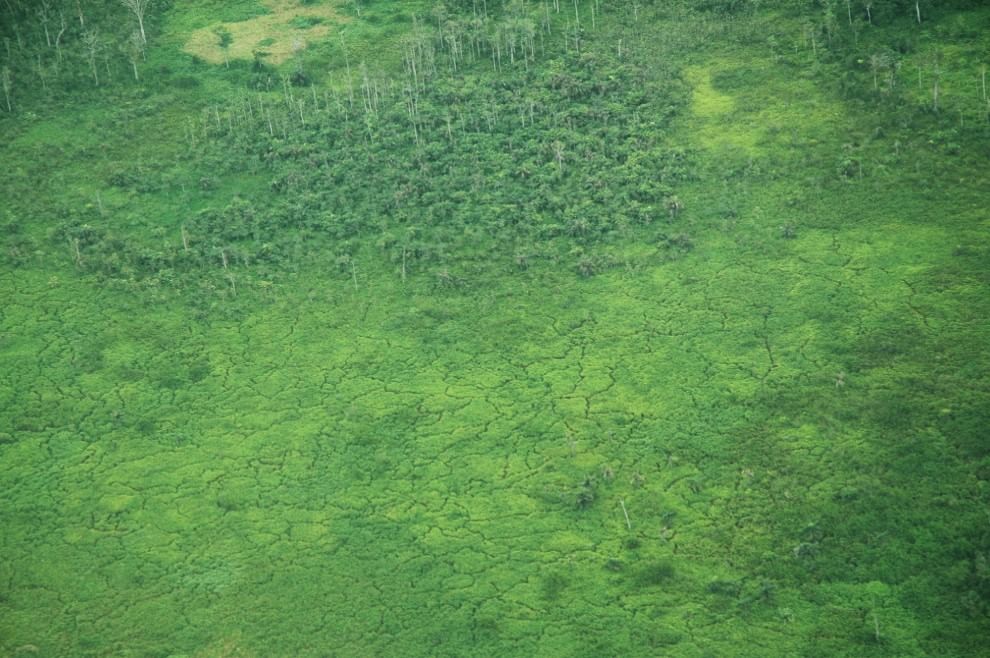 Salvare il Cuore Verde dell'Africa. La campagna del WWF