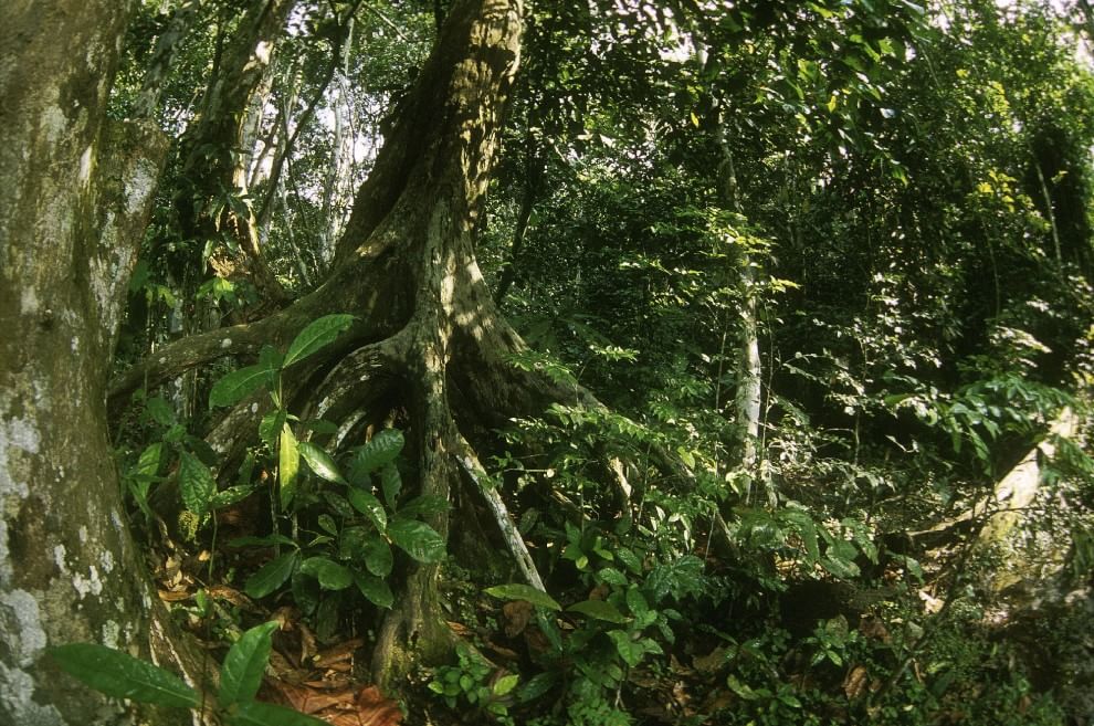 Salvare il Cuore Verde dell'Africa. La campagna del WWF