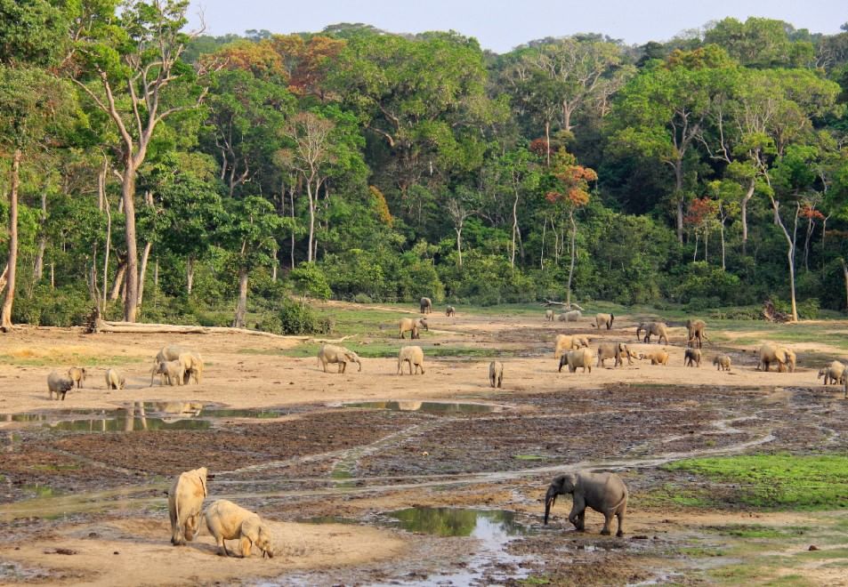 Salvare il Cuore Verde dell'Africa. La campagna del WWF