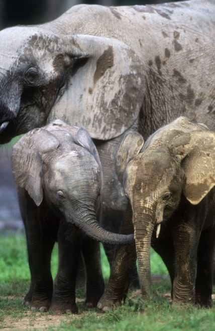 Salvare il Cuore Verde dell'Africa. La campagna del WWF