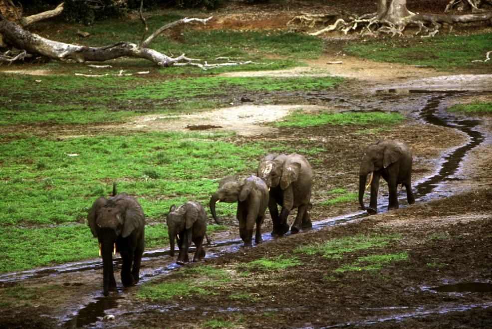 Salvare il Cuore Verde dell'Africa. La campagna del WWF