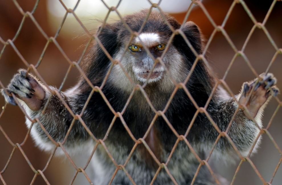 Francia, rubate dallo zoo di Beauval 17 scimmie di specie rarissime