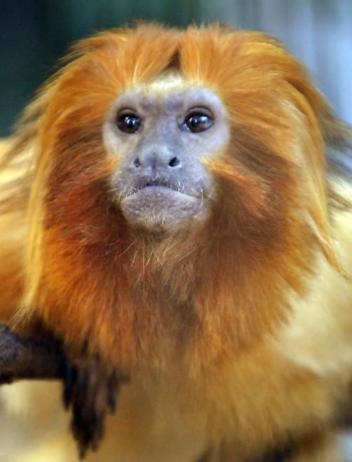 Francia, rubate dallo zoo di Beauval 17 scimmie di specie rarissime